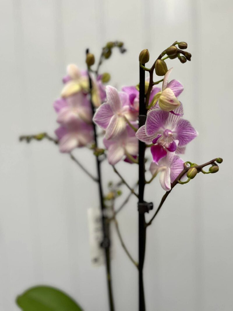 Phalaenopsis Limited 02 | Storczyk