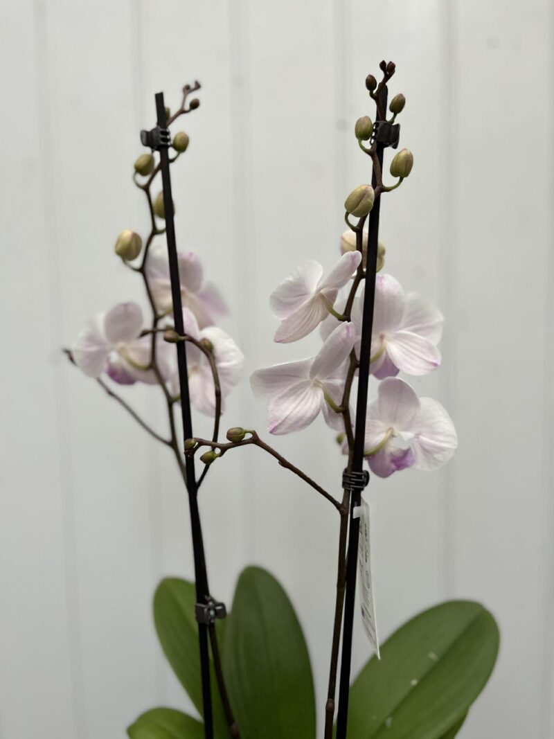 Phalaenopsis Mia | Storczyk