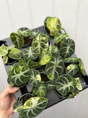 Alocasia Ninja Variegata