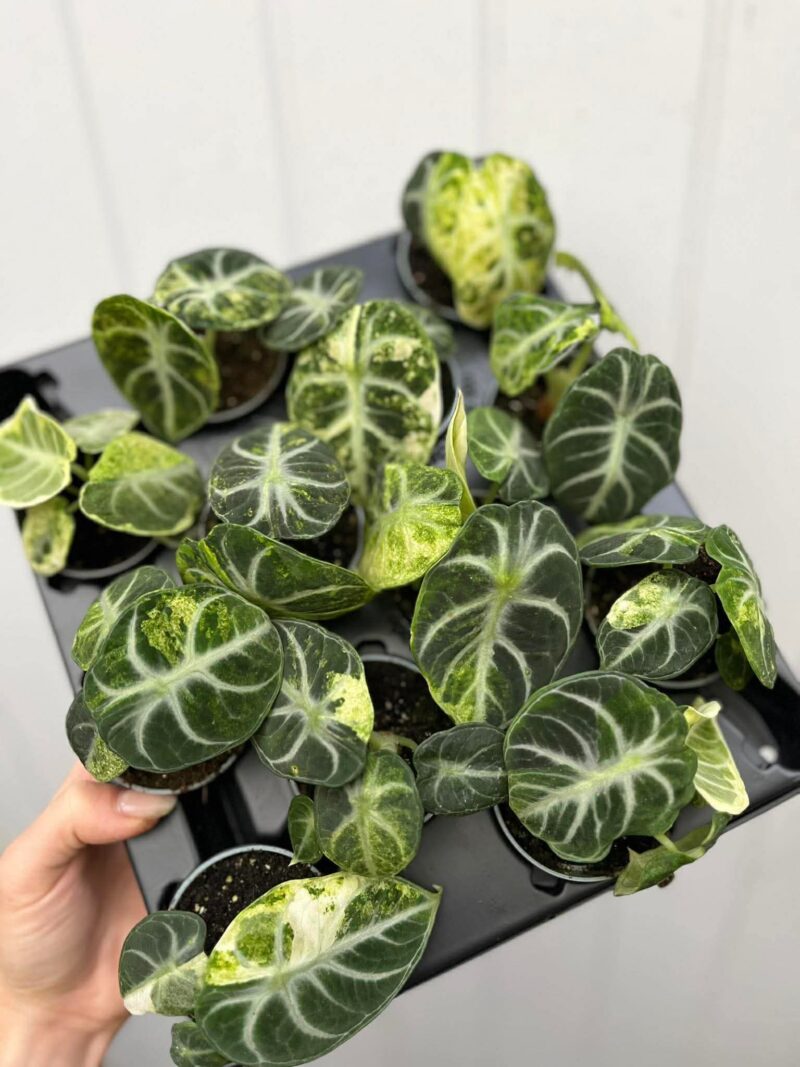 Alocasia Ninja Variegata