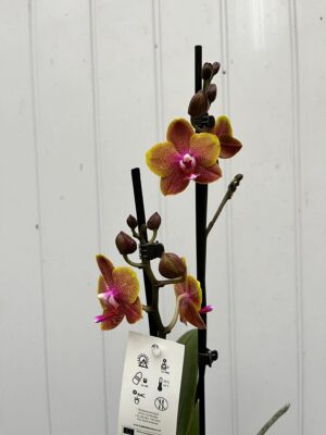 Phalaenopsis Sogo Lawrence | Storczyk