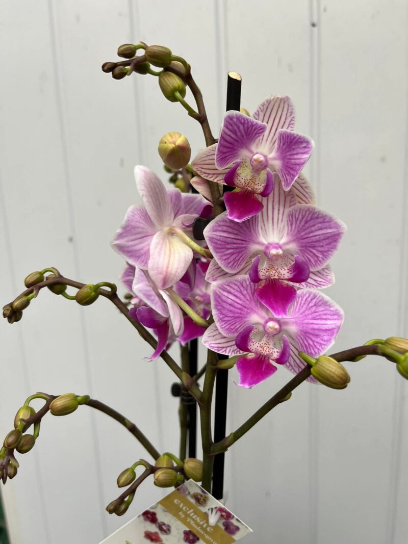 Phalaenopsis Limited 02 | Storczyk