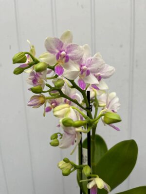Phalaenopsis Blossom Bliss | Storczyk