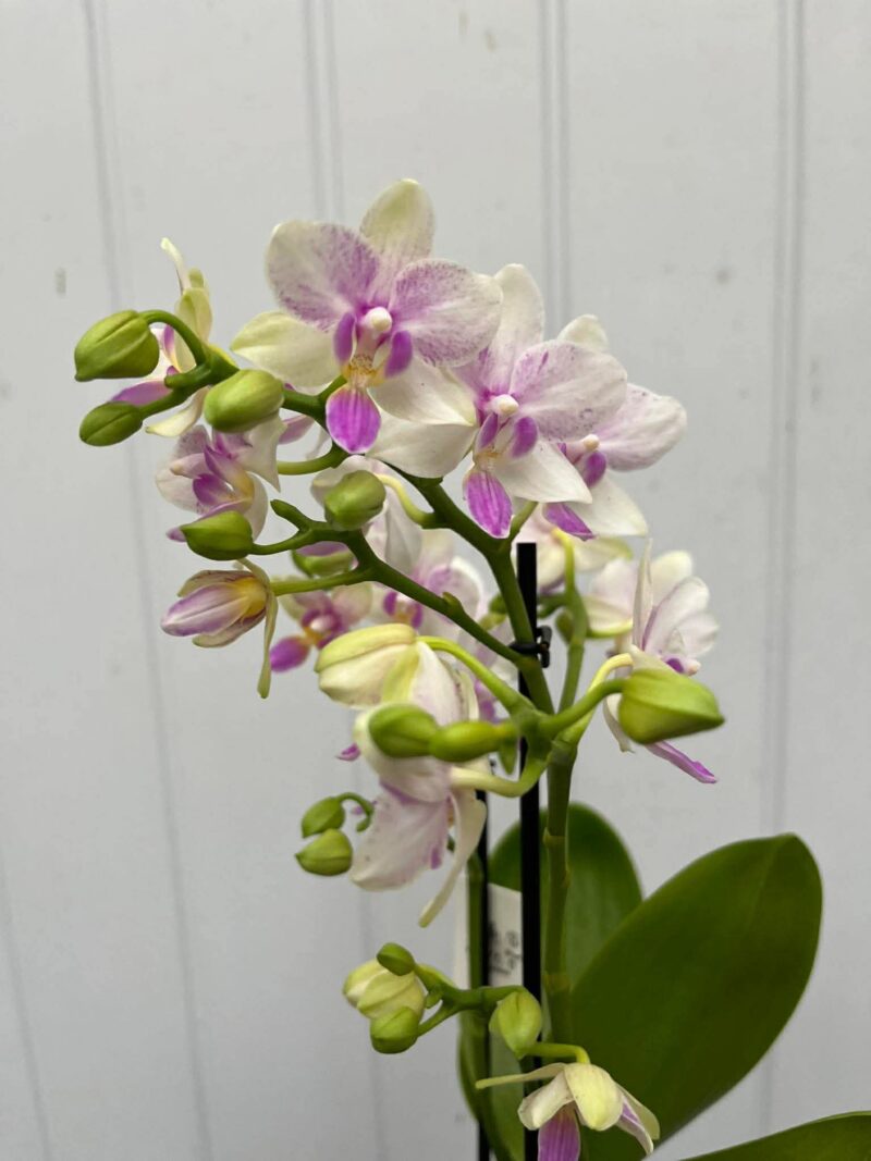 Phalaenopsis Blossom Bliss | Storczyk