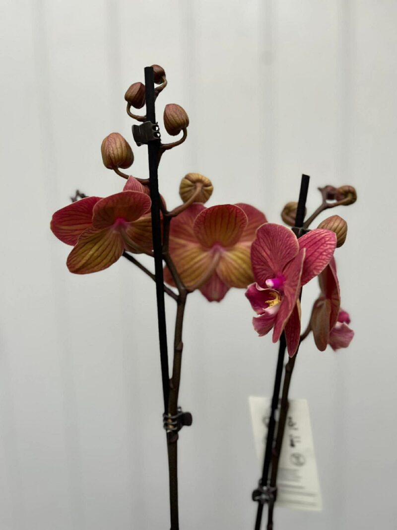 Phalaenopsis golden cheese  | Storczyk