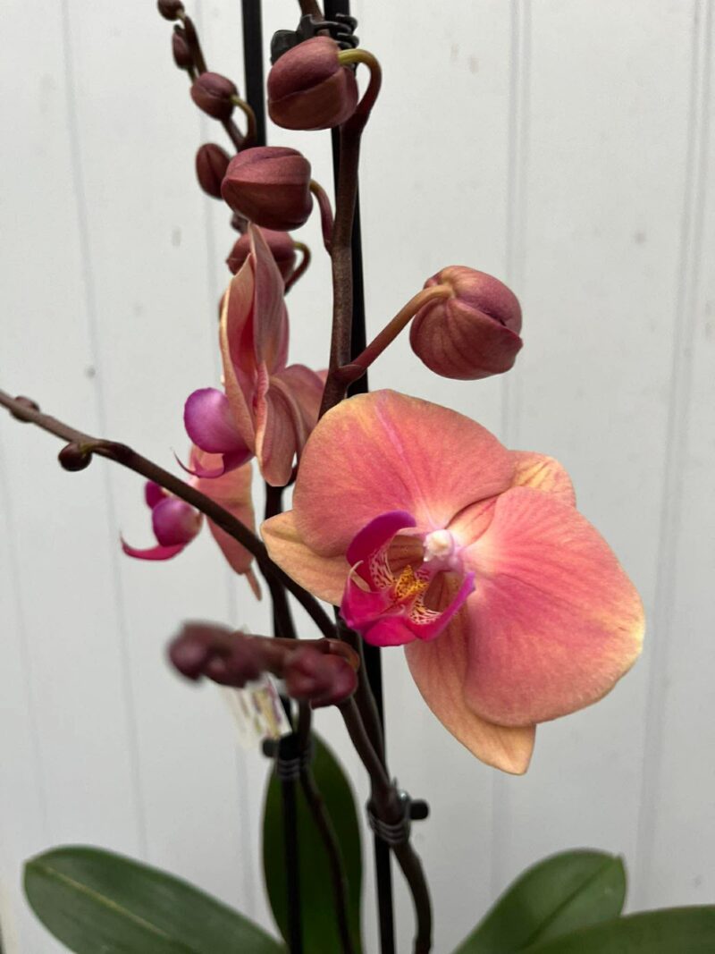 Phalaenopsis Limited 24 | Storczyk