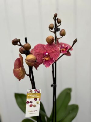 Phalaenopsis golden cheese  | Storczyk