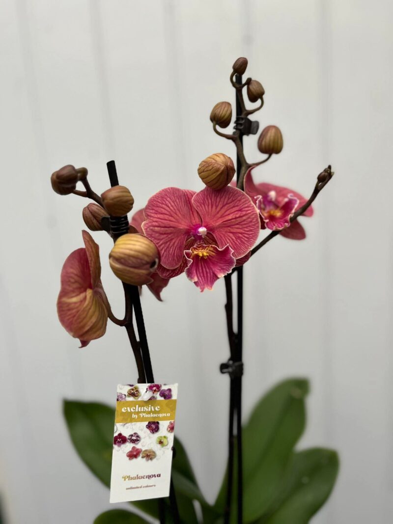 Phalaenopsis golden cheese  | Storczyk
