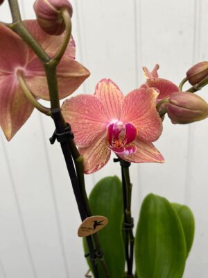 Phalaenopsis Pirate Picotee | Storczyk