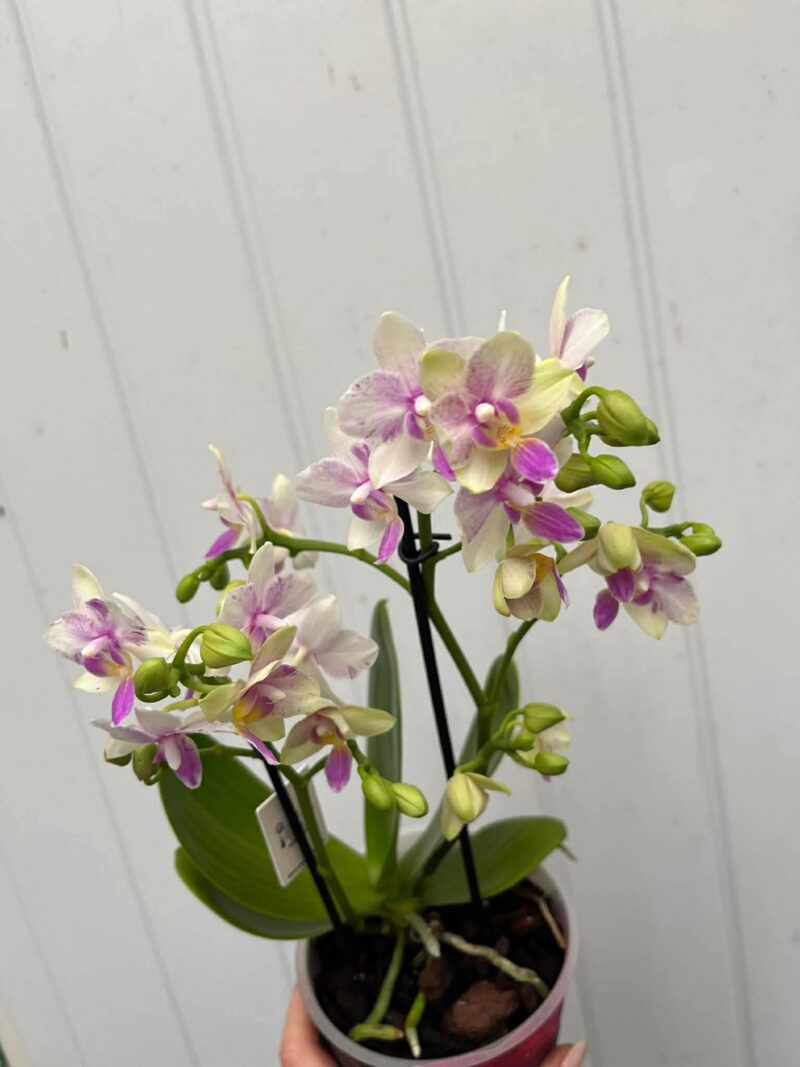 Phalaenopsis Blossom Bliss | Storczyk
