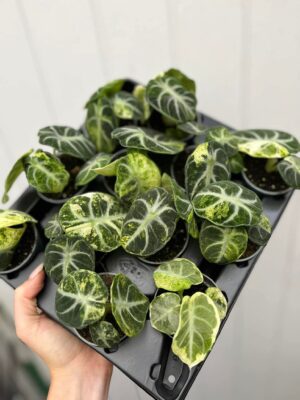 Alocasia Ninja Variegata
