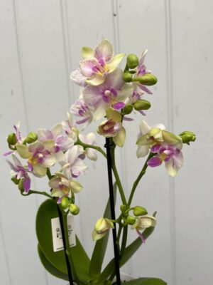 Phalaenopsis Blossom Bliss | Storczyk