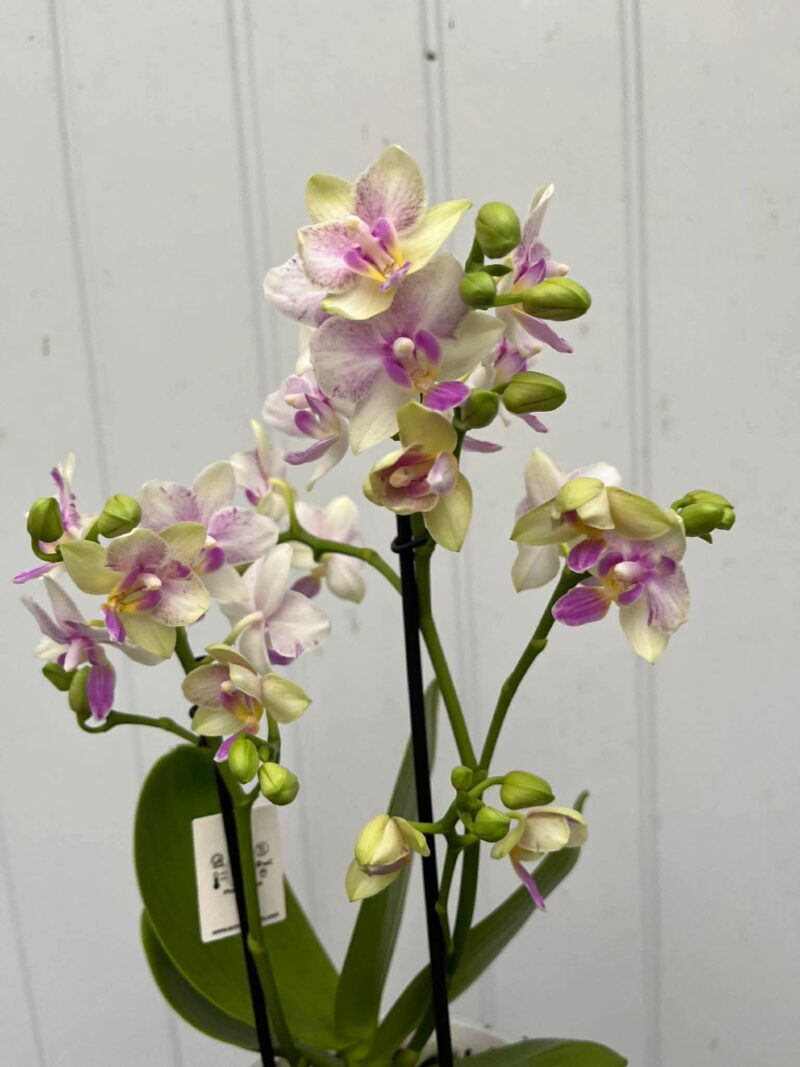 Phalaenopsis Blossom Bliss | Storczyk