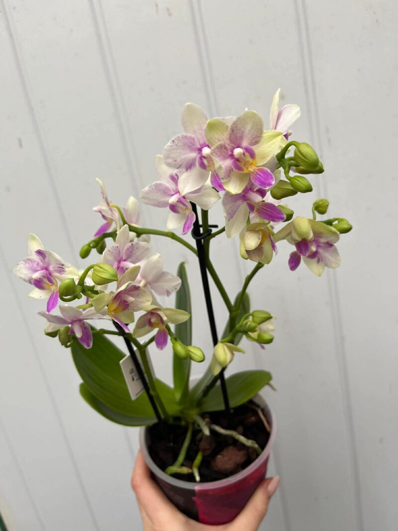 Phalaenopsis Blossom Bliss | Storczyk
