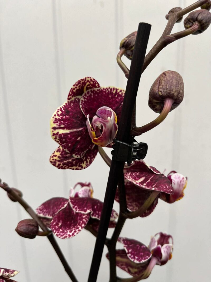 Phalaenopsis Limited 16 | Storczyk