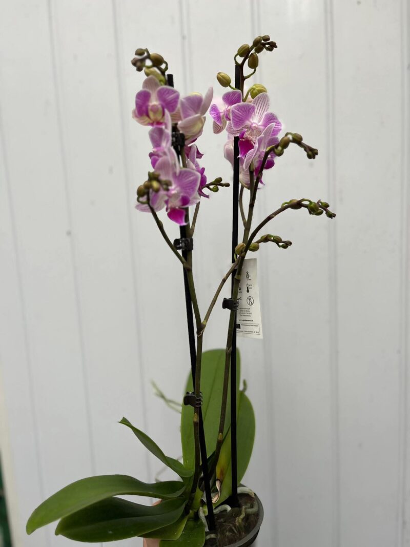 Phalaenopsis Limited 02 | Storczyk