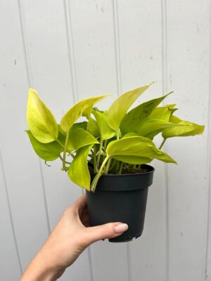 Epipremnum Champs Élysées