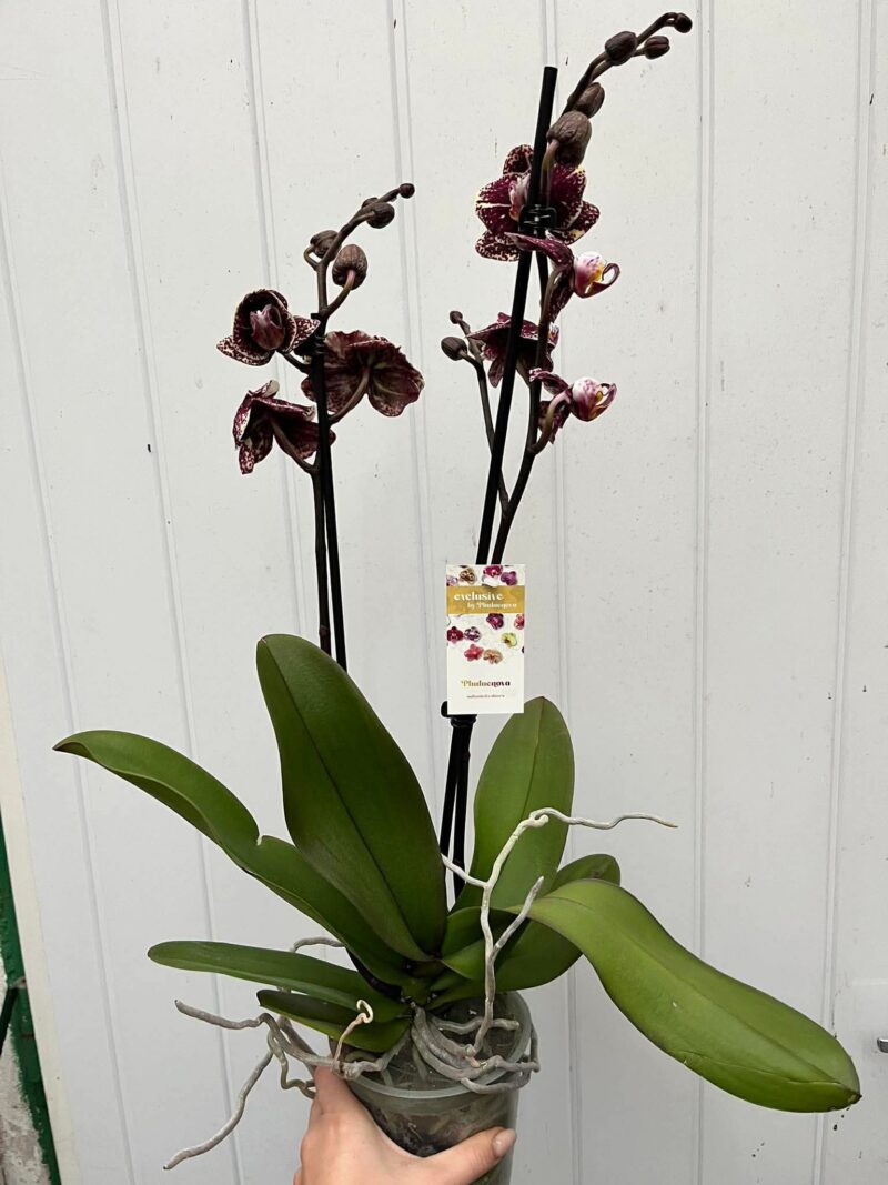Phalaenopsis Limited 16 | Storczyk