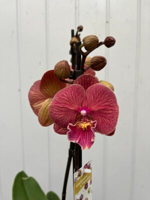 Phalaenopsis golden cheese  | Storczyk