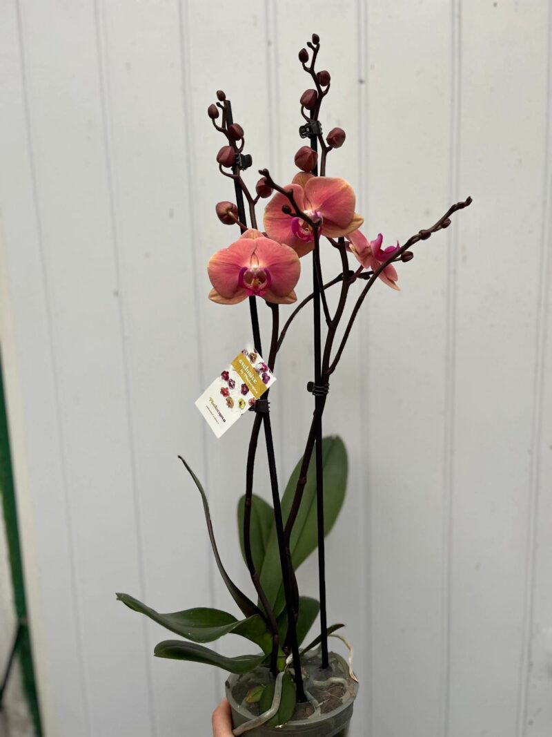 Phalaenopsis Limited 24 | Storczyk