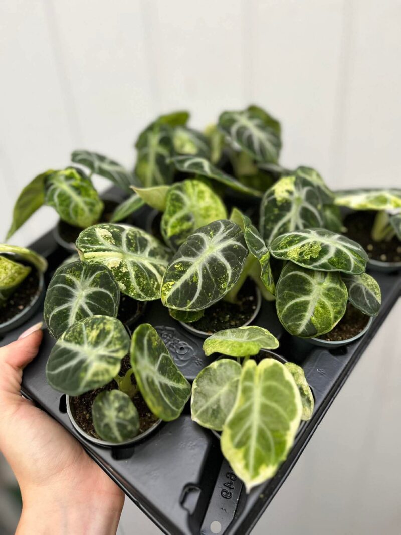 Alocasia Ninja Variegata