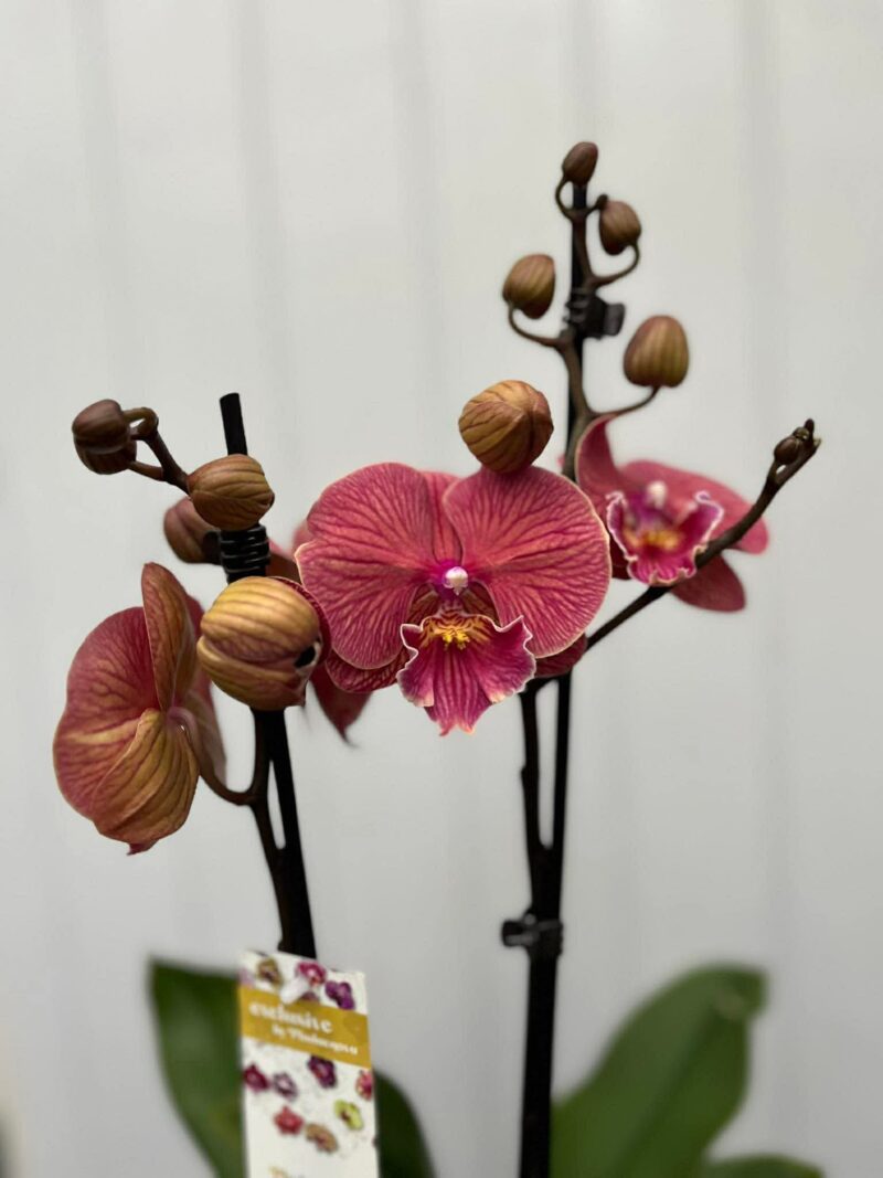 Phalaenopsis golden cheese  | Storczyk