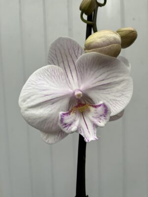 Phalaenopsis Ambon | Storczyk