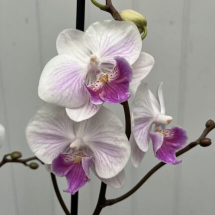 Phalaenopsis Mia | Storczyk