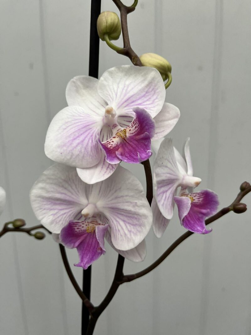 Phalaenopsis Mia | Storczyk