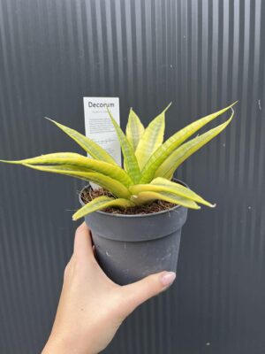 Sansevieria Cordova variegata