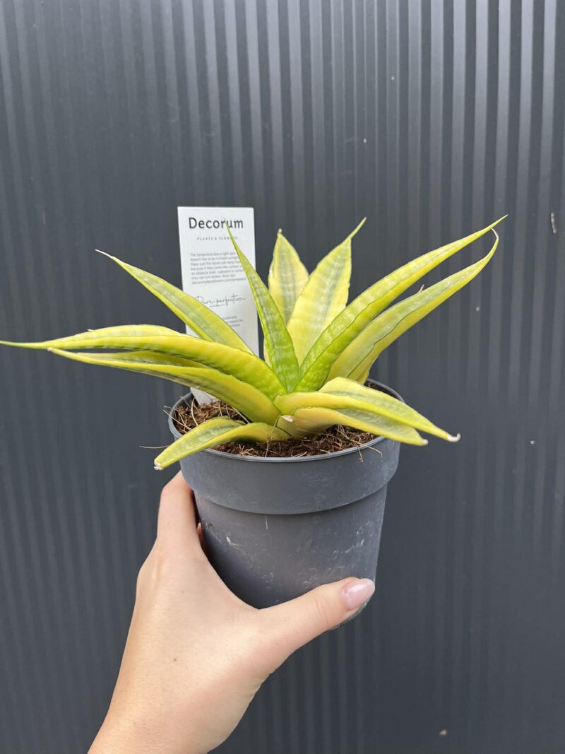 Sansevieria Cordova variegata