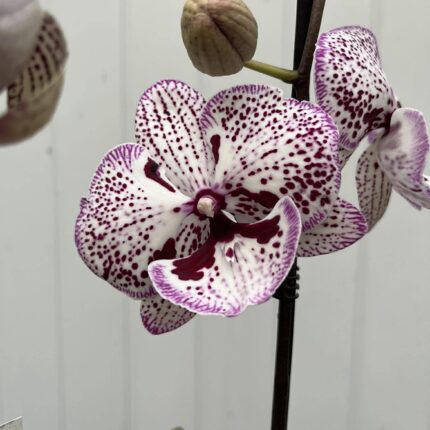 Phalaenopsis Grace | Storczyk