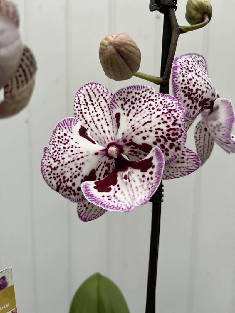 Phalaenopsis Grace | Storczyk