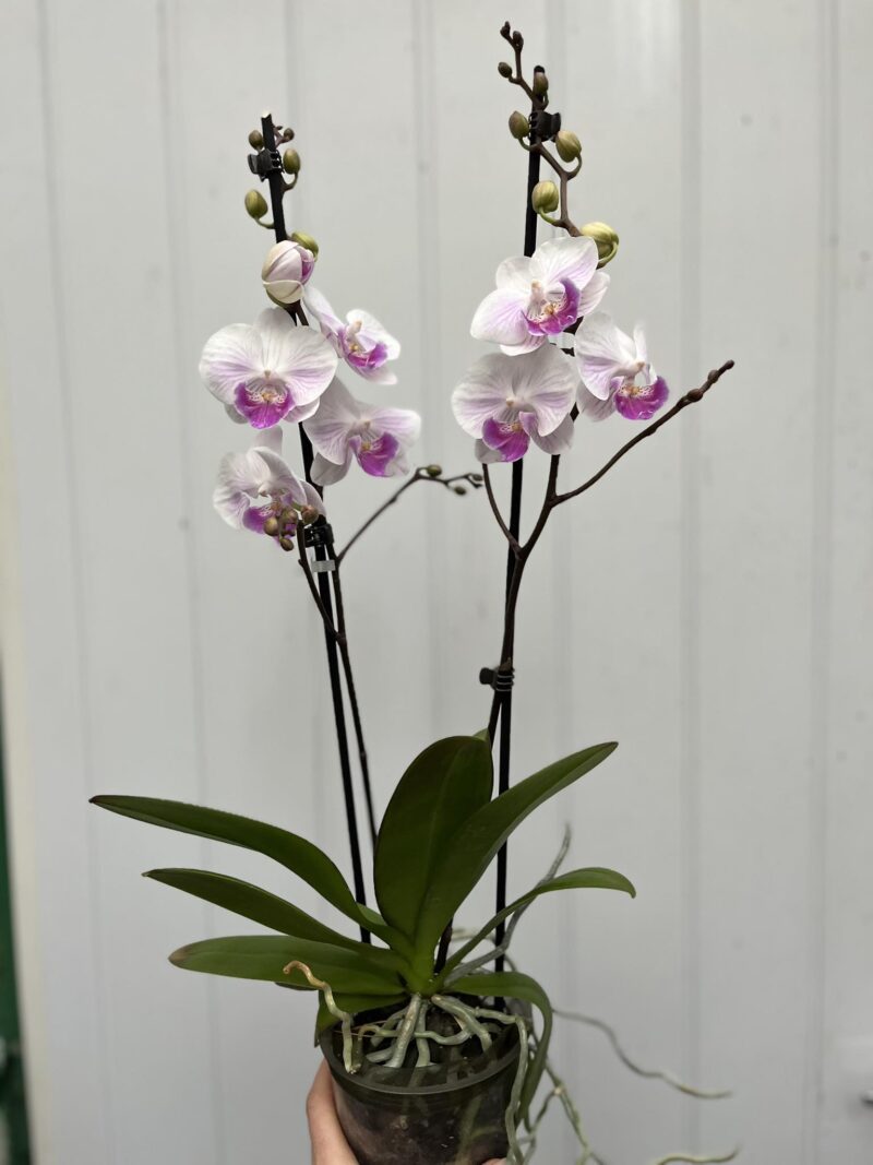 Phalaenopsis Mia | Storczyk
