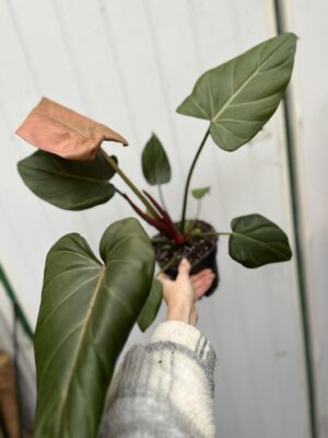 Philodendron Summer Glory