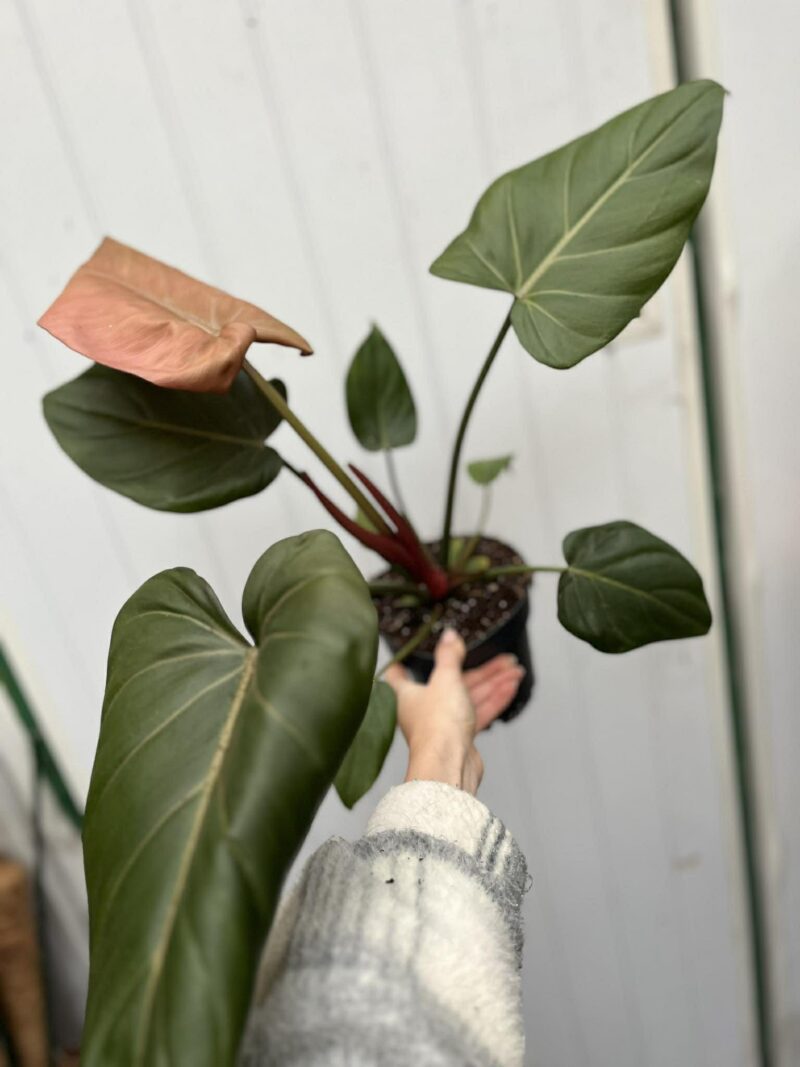 Philodendron Summer Glory