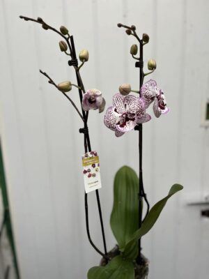 Phalaenopsis Grace | Storczyk
