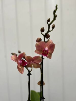 Phalaenopsis Pirate Picotee | Storczyk