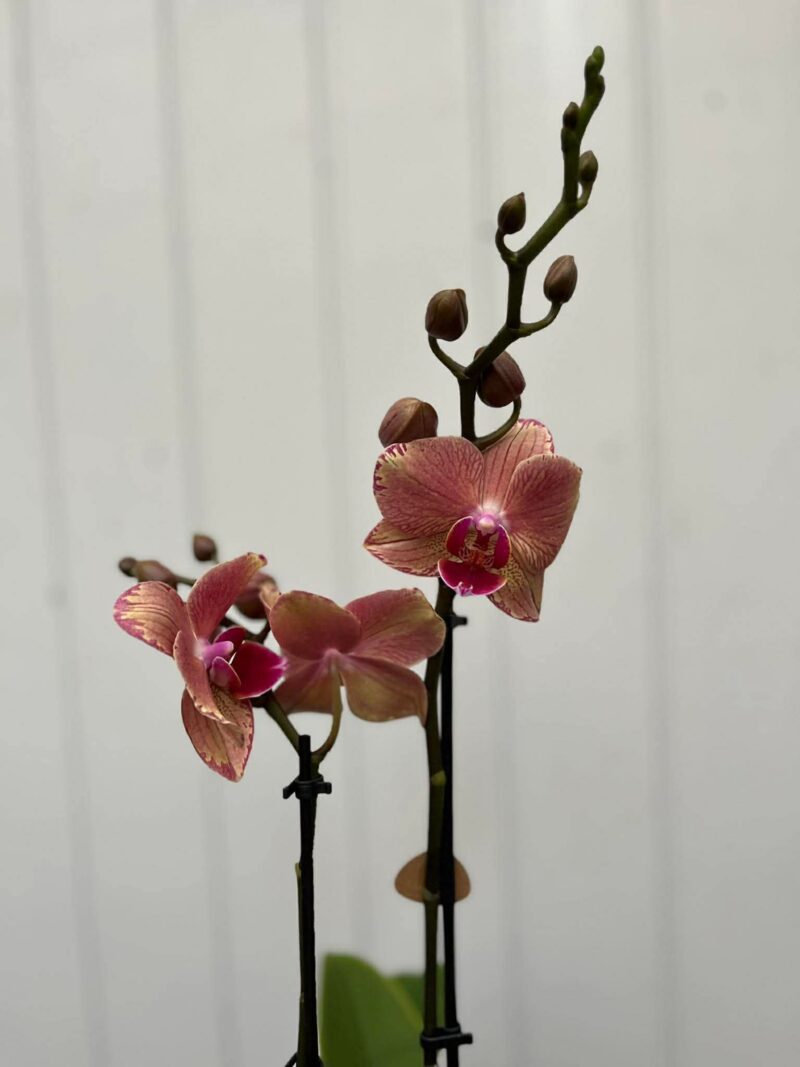 Phalaenopsis Pirate Picotee | Storczyk
