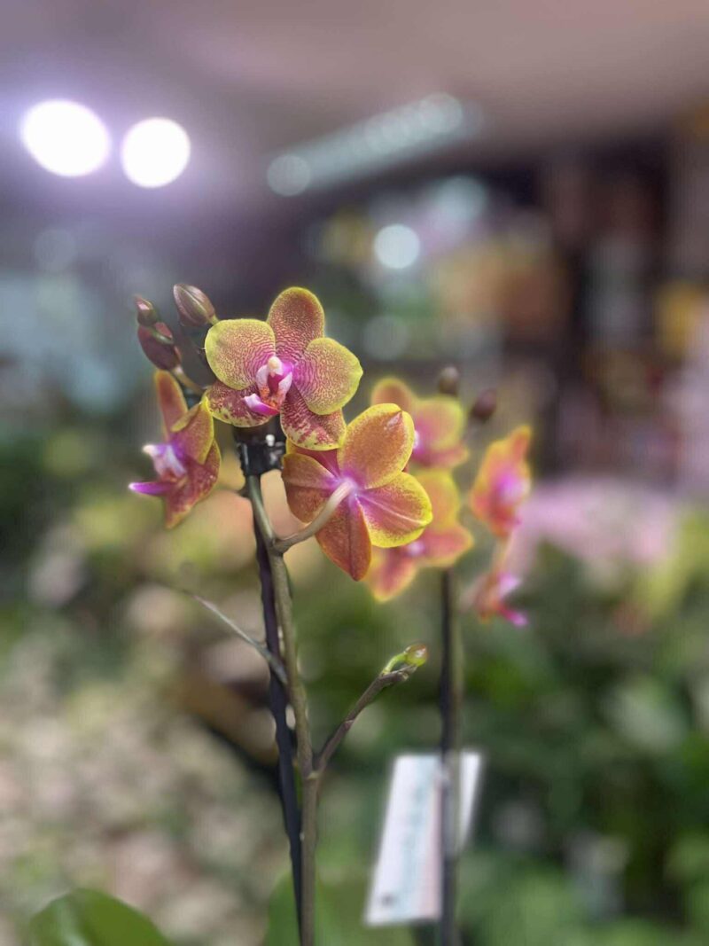 Phalaenopsis Sogo Lawrence | Storczyk