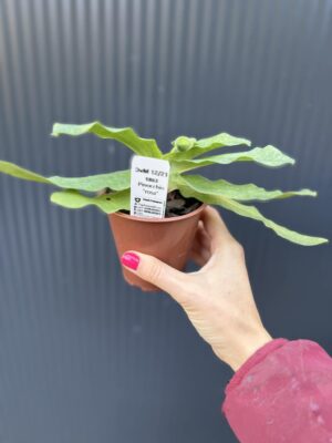 Storczyk Paphiopedilum – Pinocchio „Rosa”