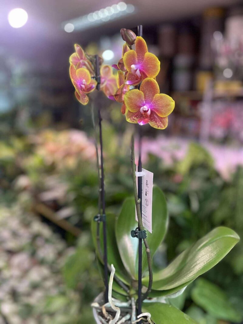 Phalaenopsis Sogo Lawrence | Storczyk