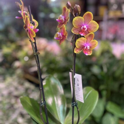 Phalaenopsis Sogo Lawrence | Storczyk