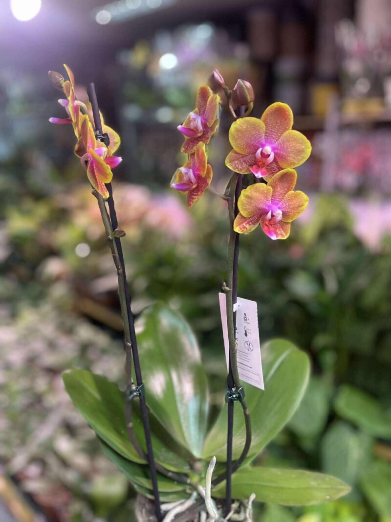 Phalaenopsis Sogo Lawrence | Storczyk