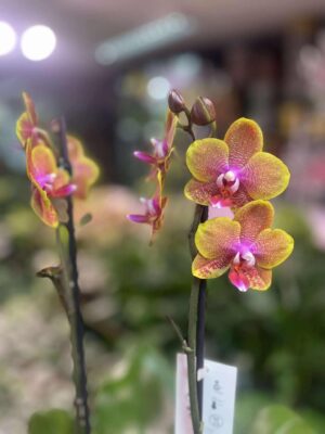 Phalaenopsis Sogo Lawrence | Storczyk