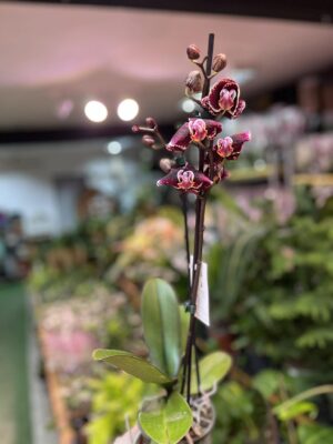 Phalaenopsis Ark’s Rhine | Storczyk