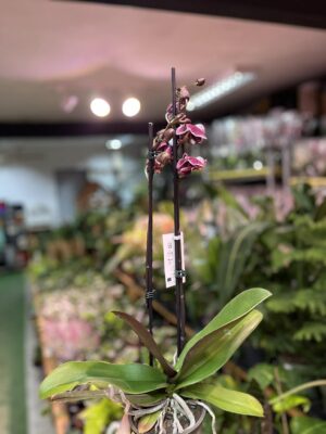 Phalaenopsis Ark’s Rhine | Storczyk