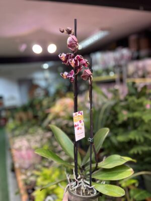 Phalaenopsis Ark’s Rhine | Storczyk