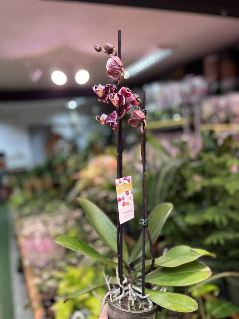 Phalaenopsis Ark’s Rhine | Storczyk