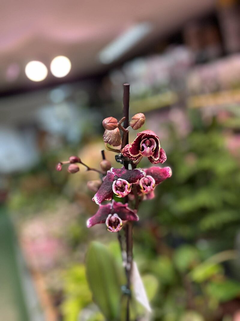 Phalaenopsis Ark’s Rhine | Storczyk